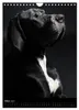 Faszination Deutsche Dogge (Wandkalender 2027 DIN A4 hoch), Produktbild-Vorschau 6