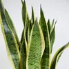 Bloomique - Sansevieria Laurentii - Bogenhanf - Sukkulenten Produktbild-Vorschau 5