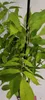 A close-up view of a plant with green leaves. Náhľad obrázku produktu