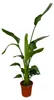 Trendyplants - Strelitzia Nicolai - Rajský pták - pokojová Náhled obrázku produktu 1