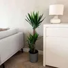 Jukka - Yucca elephantipes - Wys. 130-140cm - ⌀24cm Podgląd zdjęcia produktu 4