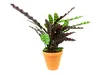 Gardners Calathea Lancifolia (Insignis), průměr 11-12 cm Náhled obrázku produktu 2