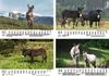 Eselzauber DIN A5 Kalender für 2026 Esel - Seelenzauber Produktbild-Vorschau 2