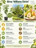 Birnbaum Williams Christ, výška 100–120 cm – odrůda Pyrus Náhled obrázku produktu 2