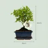 Zynesflora Echter Bonsai Baum Keramik Schale - Produktbild-Vorschau 4