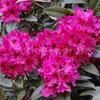 Rhododendron 'Marie Forte' | 40-50 cm, in vaso Anteprima dell’immagine prodotto 2