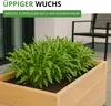Salatrauke Einjährig Samen - Eruca sativa - Salatraukesamen Produktbild-Vorschau 7