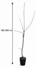 Diospyros kaki Vaniglia 160–200 cm – vanilkový kaki strom, Náhľad obrázku produktu 5