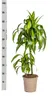 Drachenbaum Hawaiian Sunshine Ø19cm - ↕70 - 90cm Produktbild-Vorschau 4