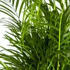 Goldfruchtpalme – Dypsis lutescens – Areca – Einzelpflanze Produktbild-Vorschau 3