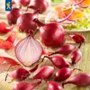 Kiepenkerl Wintersteckzwiebel Akado - rot Allium cepa 50 Produktbild-Vorschau 3