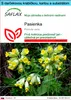 SAFLAX Darčeková sada - pasienka - Primula veris - 100 Náhľad obrázku produktu 1