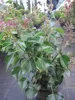 Hedera helix Arborescens - Strauch-Efeu Arborescens - 40-60 Produktbild-Vorschau 2