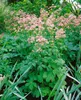 Große Sterndolde, im Topf - Astrantia major Produktbild-Vorschau 5