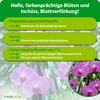Marketing image for orchid fertilizer, showing orchids and text highlighting product benefits. Produktbild-Vorschau