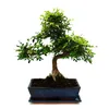 Bonsai - Ulmus parviflora - ok. 12-15 lat - doniczka 30 cm Podgląd zdjęcia produktu 2