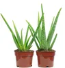 lot de 2 Aloe vera - plante succulente purificatrice d'air Voir les images du produit 2