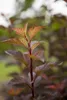 Physocarpus opulifolius 'Amber Jubilee', Blasenspiere, Produktbild-Vorschau 3