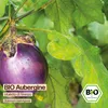 Samenliebe  Aubergine Samen | Violetta di Firenza - violett Produktbild-Vorschau 4