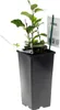 Erlenblättrige Felsenbirne ´SMOKY´ (Amelanchier) 30-40 cm, Produktbild-Vorschau 4