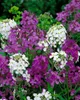 Hesperis matronalis, Nachtviole, violett, ca. 9x9 cm Topf Produktbild-Vorschau 7