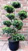 Japanischer Ilex Gartenbonsai 150–160 cm – immergrüner Produktbild-Vorschau 2