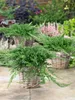 Juniperus horizontalis 'Prince of Wales', Kriech-Wacholder, Produktbild-Vorschau 2