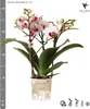 Kolibri Orchideje – bílá orchidej Phalaenopsis, minerální Náhled obrázku produktu 11
