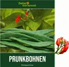 Prunkbohnen Preisgewinner Samen - Phaseolus coccineus - Produktbild-Vorschau 1
