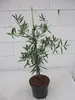 Steineibe - Podocarpus elatus - 40-60cm Produktbild-Vorschau 1