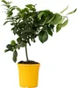 A potted lemon tree against a white background. Produktbild-Vorschau