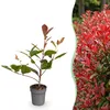 Green boutiQ - 40x Photinia fraseri Red Robin - Glanzmispel Produktbild-Vorschau 1