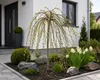 Winterharte Zwerg-Weide als Zierstämmchen ca. 80 cm – Salix Produktbild-Vorschau 1