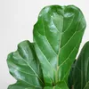 Ficus Lyrata z doniczką Viber w kolorze białym - 80 cm Podgląd zdjęcia produktu 5