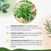 Enseleits Stevia - Süßkraut - Stevia Rebaudiana 2 Pflanzen, Produktbild-Vorschau 4