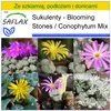SAFLAX - Zestaw do uprawy - Kwitnące kamienie / Conophytum Podgląd zdjęcia produktu 10
