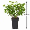 Grüne Stachelbeere Hinnonmäki Grün 50–70 cm – Ribes Produktbild-Vorschau 5