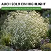 Stauden-Schleierkraut weiß Samen - Gypsophila paniculata - Produktbild-Vorschau 5