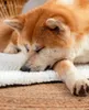 lionto Haustierdecke, wendbare Kuscheldecke mit Polsterung, Produktbild-Vorschau 3