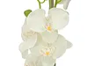 EUROPALMS Orchidee, Kunstpflanze, cremefarben, 80cm Produktbild-Vorschau 2