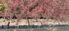 Prunus Persica 'Rubira', czerwona brzoskwinia, doniczka Podgląd zdjęcia produktu 3