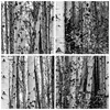 Bilder auf glas - Einteilig - Birken Wald Monochrom - Produktbild-Vorschau 8