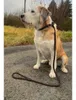 Ringleine für Hunde braun Hundeleine Leine Showleine Produktbild-Vorschau 3