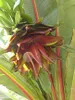Banane éthiopienne (Ensete ventricosum)  - 5 graines Voir les images du produit 2