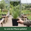 Stauden Gänge 1 x Cortaderia selloana 'Evita' im 1 Liter Produktbild-Vorschau 4
