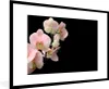 MuchoWow® Gerahmtes Poster Orchidee - Blumen - Rosa - Produktbild-Vorschau 1