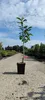 Diospyros kaki 'Cioccolatino' - Sharonfrucht - 2 Liter Topf Produktbild-Vorschau 5