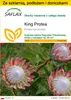 SAFLAX - Zestaw do uprawy - King Protea - 5 Nasiona - Z Podgląd zdjęcia produktu 1