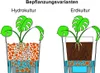 Diagrams comparing hydroponic and soil-based planting methods for a plant. Produktbild-Vorschau