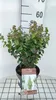 Parrotia persica 'Persian Spire'® - Säulenförmiger Produktbild-Vorschau 2